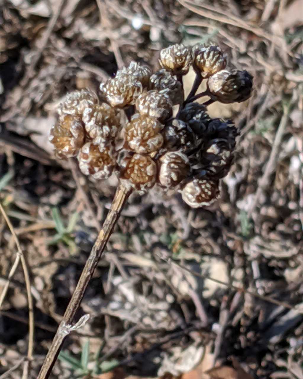 Achillea tomentosa / Millefoglio giallo